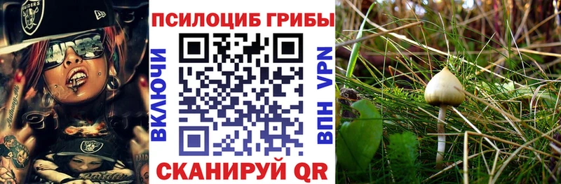Галлюциногенные грибы Psilocybine cubensis Абдулино